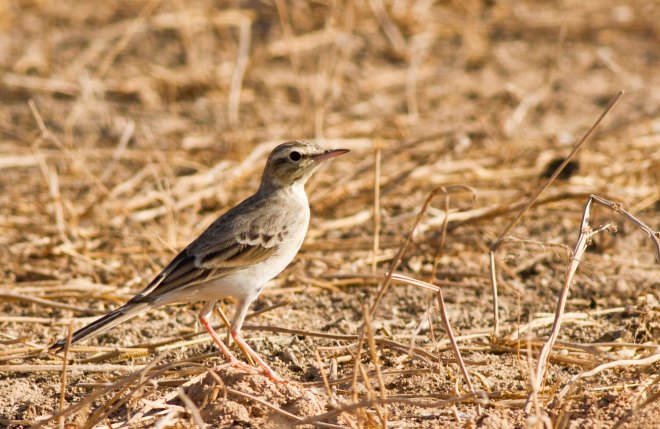 Tawny Pipit