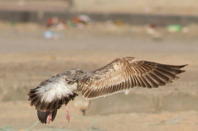 Barabensis 1K ruggad mantel, skap och täck
