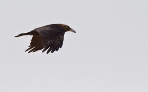 Brown-necked Raven