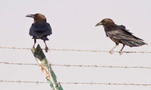 Brown-necked Ravens