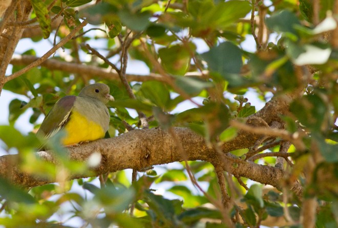 Bruce´s Green Pigeon