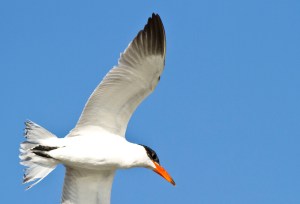 Caspian Tern close-up