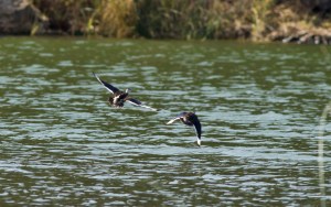 Cotton Pygmy Goose fly