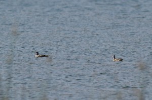 Cotton Pygmy Goose