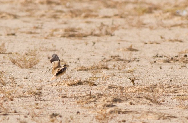 Cream-coloured Courser 1