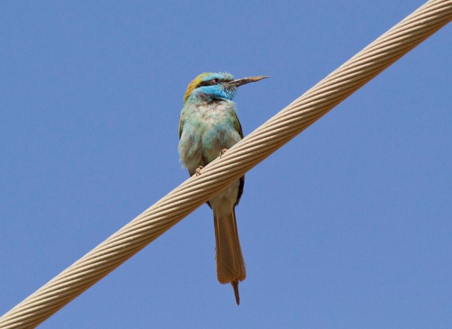 Grön Dvärgbiätare