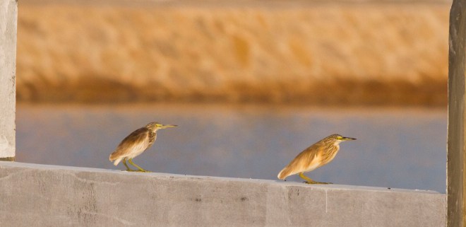 Indian Pond vs Squacco Heron