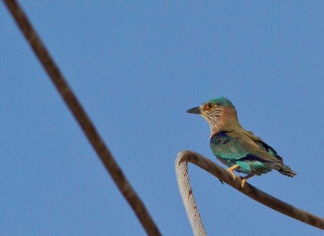 Indian Roller