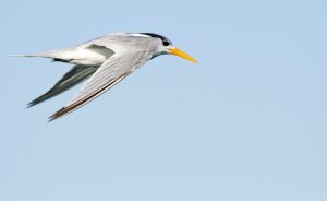 Lesser Crested med fart