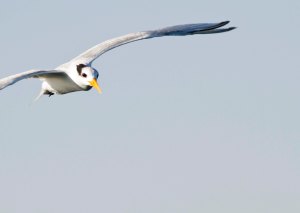 Lesser Crested med tofs