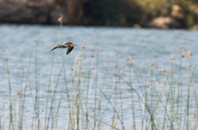 Long-billed Dowitcher flying