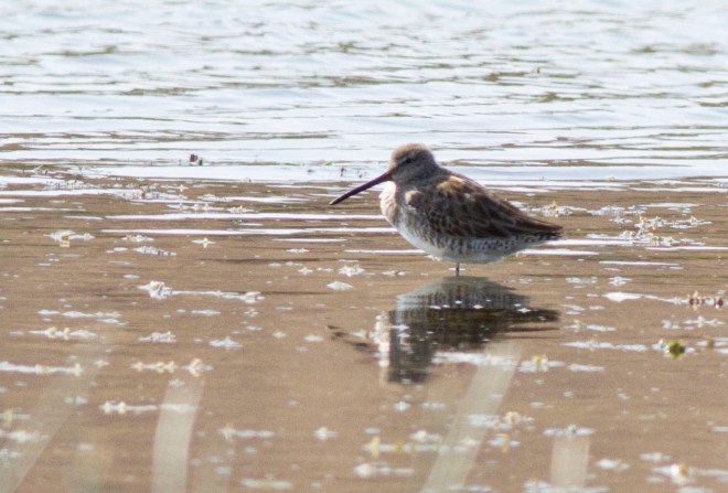 Long-billed Dowitcher