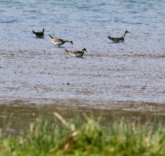 Pheasant-tailed Jacana