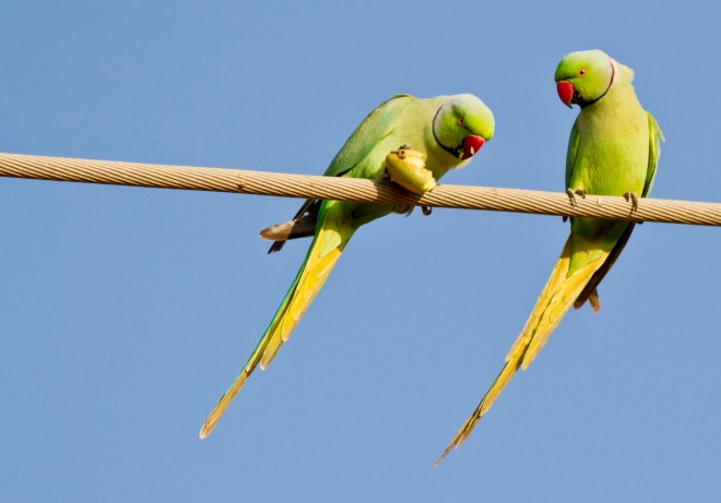 Rose-ringed Parakeet