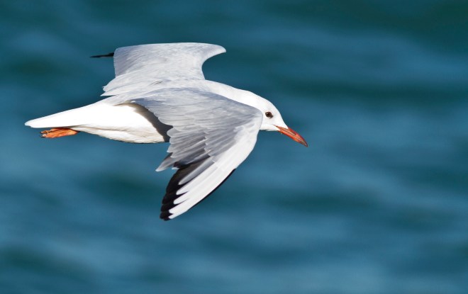 Slender-billed Gull