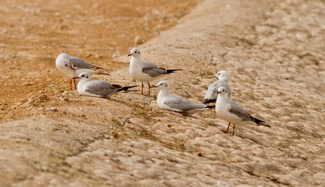Slender-billed vs Black-headed