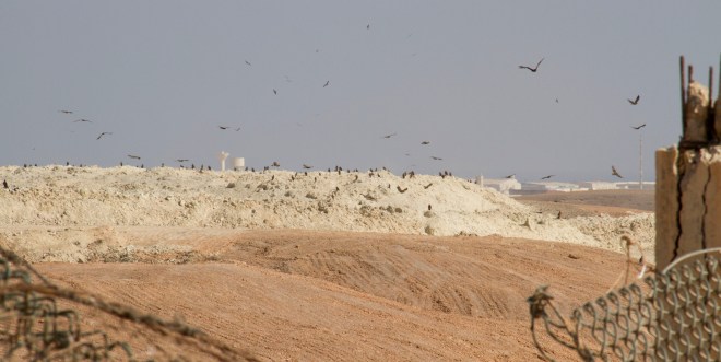 Stäppörnar en masse