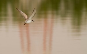 Svarttärna flygande