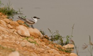 Svarttärna stående