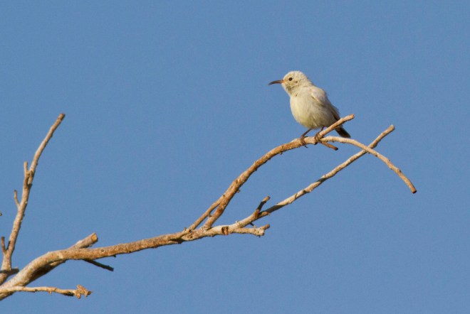 White Sunbird