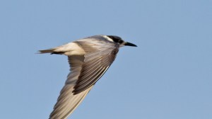 White-vinged Tern