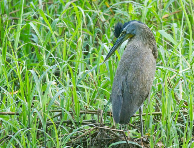 Bar-throated Tiger-Heron