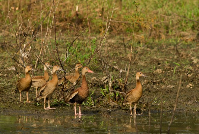 Black-bellied Whistling-Duck