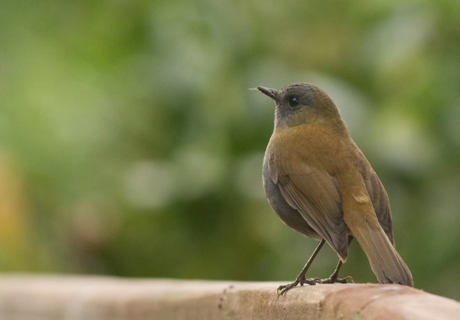 Black-billed Nightinggale-Thrush