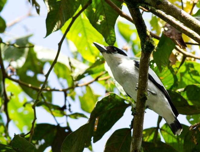 Black-crowned Tityra