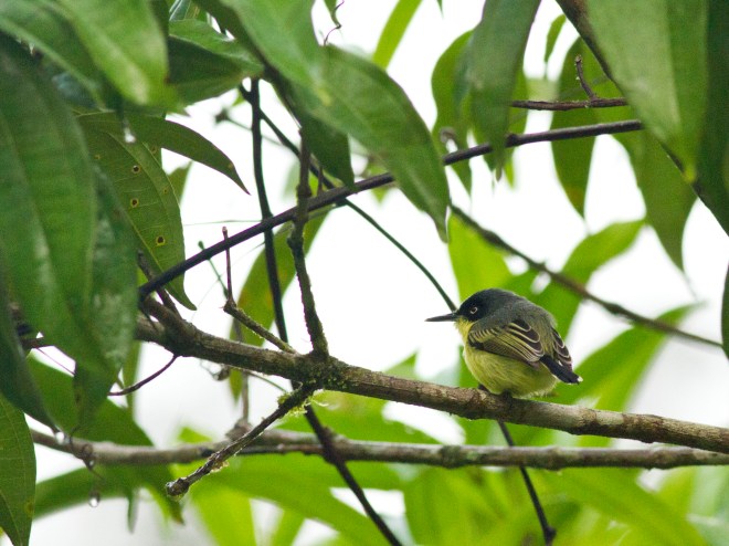 Black-headed Tody-Flycatcher