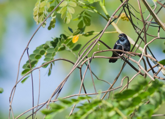 Blue-black Grassquit