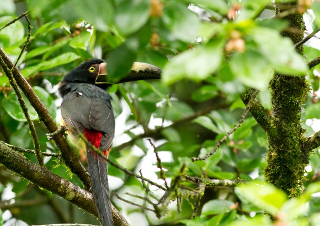 Collared Aracari