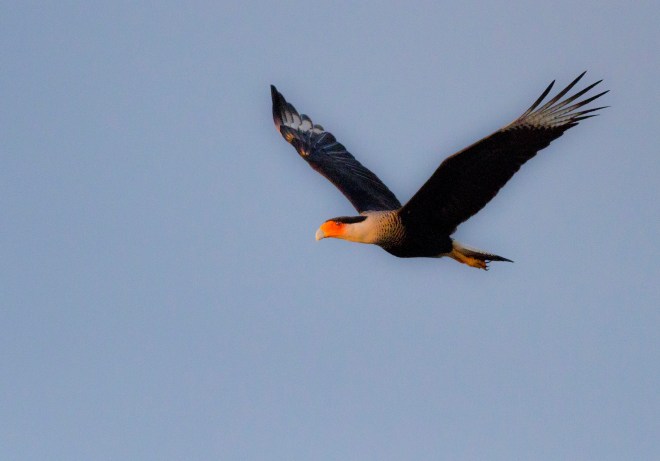 Crested Caracara