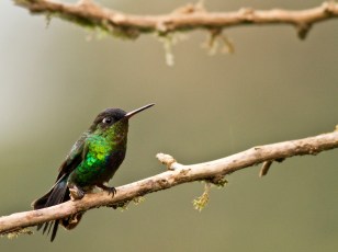 Fiery-throated Hummingbird