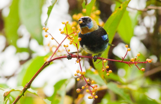 Golden-hooded Tanager