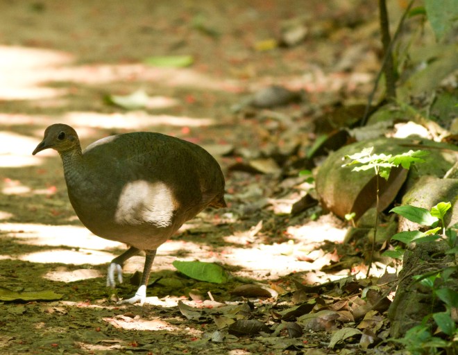 Great Tinamou