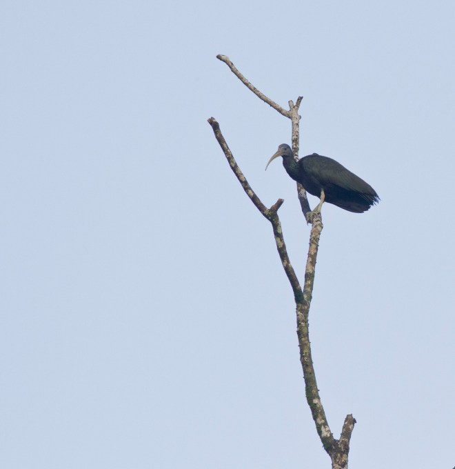 Green Ibis