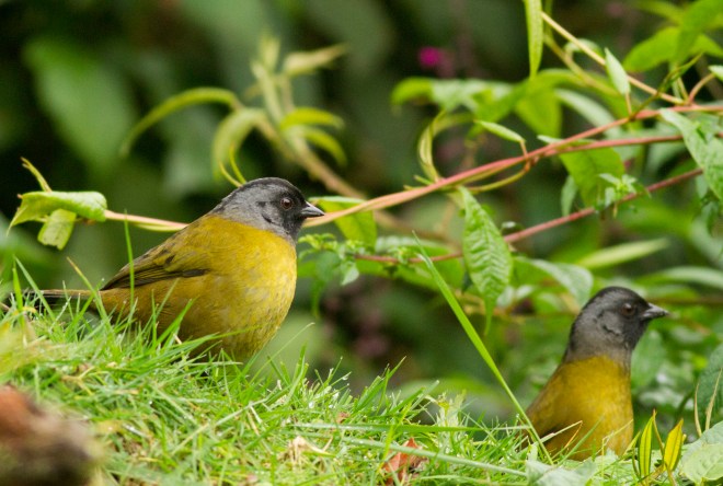 Large-footed Finch
