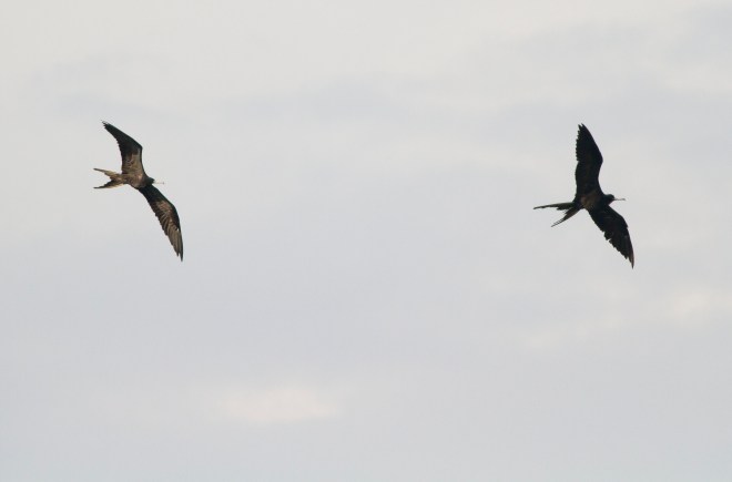 Magnificient Frigatebird