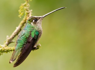 Magnificient Hummingbird