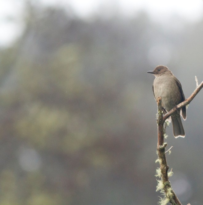 Mountain Thrush