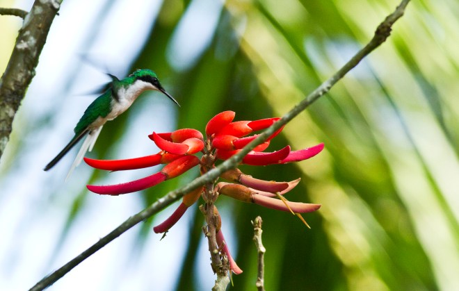 Purple-crowned Fairy