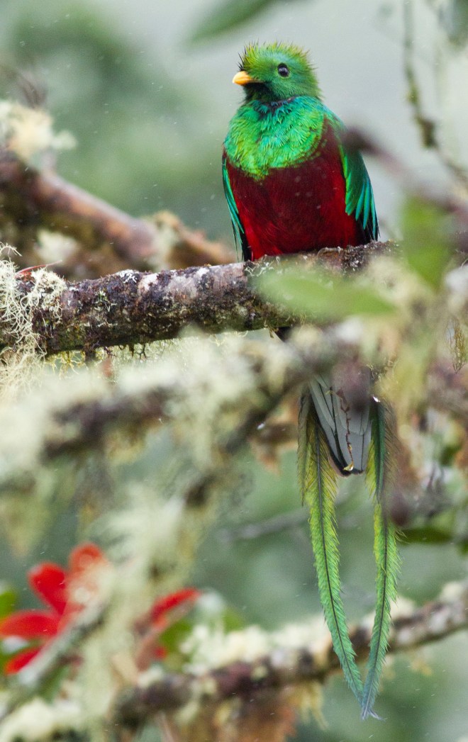 Quetzal helfigur