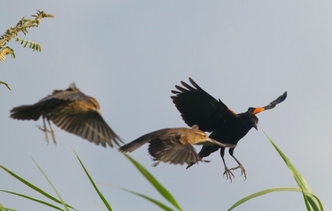 Red-winged Blackbird