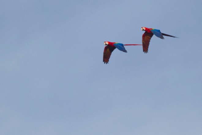 Scarlet Macaw