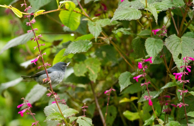 Slaty Flowerpiercer