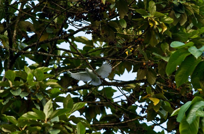 Snowy Cotinga flying