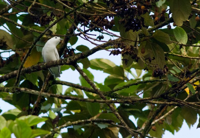 Snowy Cotinga1