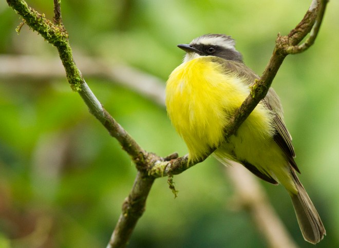Social Flycatcher