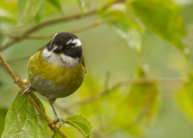 Sooty-capped Chlorospingus